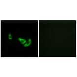 Immunofluorescence - Anti-DCT Antibody (C16449) - Antibodies.com