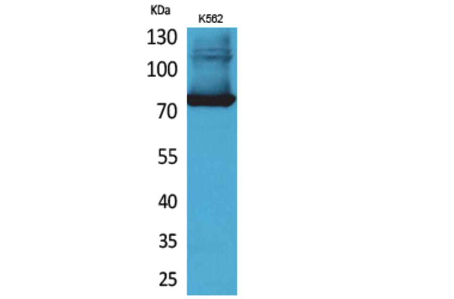 Western Blot - Anti-TF Antibody (C30311) - Antibodies.com
