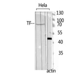 Western Blot - Anti-TF Antibody (C30311) - Antibodies.com