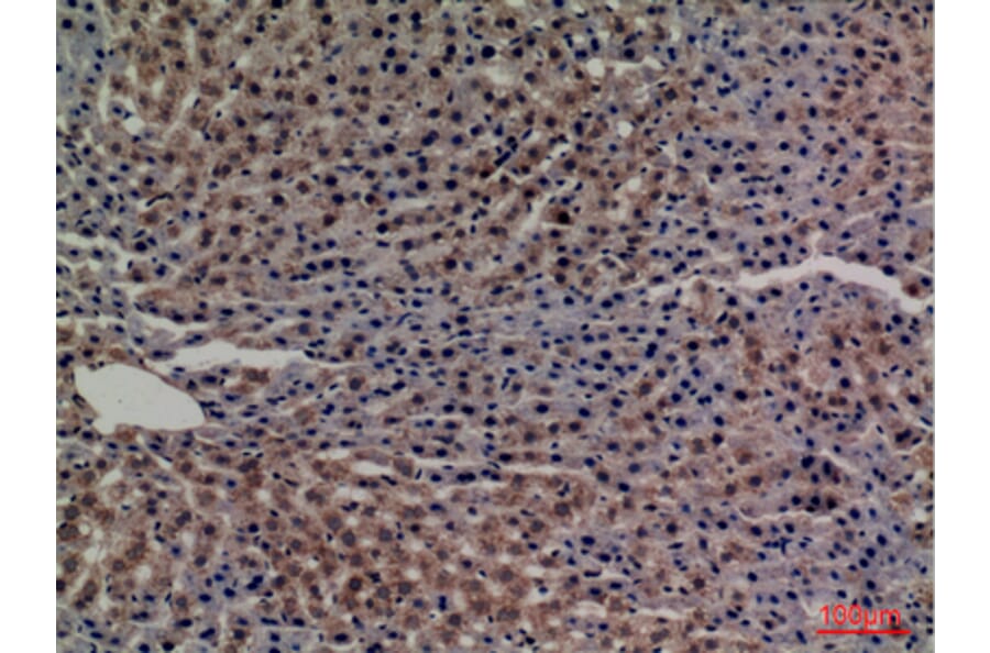 Immunohistochemistry - Anti-TF Antibody (C30311) - Antibodies.com