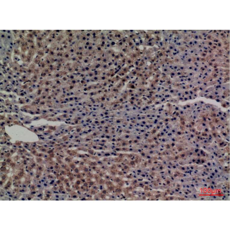 Immunohistochemistry - Anti-TF Antibody (C30311) - Antibodies.com