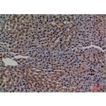 Immunohistochemistry - Anti-TF Antibody (C30311) - Antibodies.com