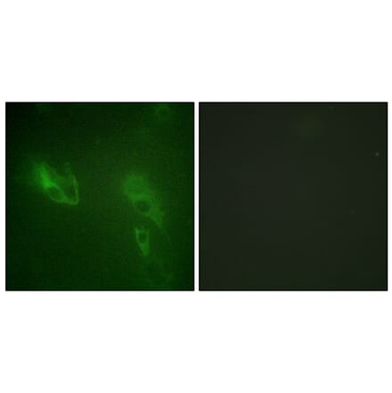 Immunofluorescence - Anti-IR Antibody (B0492) - Antibodies.com