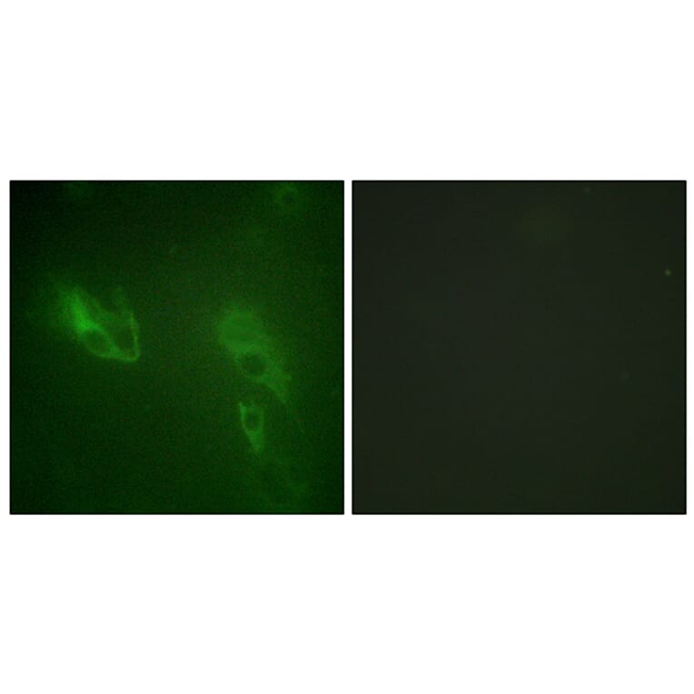 Immunofluorescence - Anti-IR Antibody (B0492) - Antibodies.com