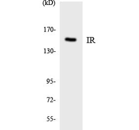 Western Blot - Anti-IR Antibody (R12-2933) - Antibodies.com