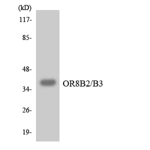 Western blot analysis of the lysates from K562 cells using Anti-OR8B2 + OR8B3 Antibody.