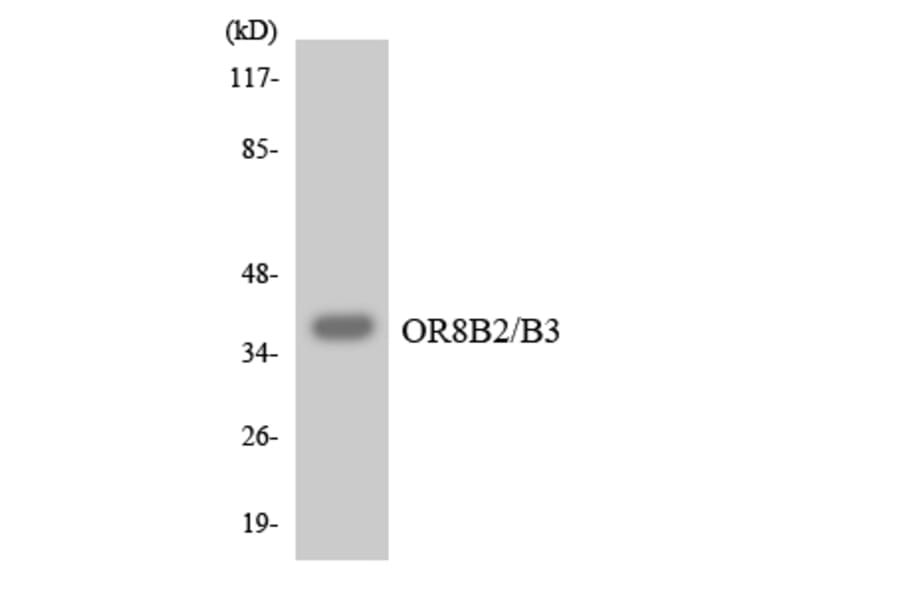 Western Blot - Anti-OR8B2 + OR8B3 Antibody (R12-3263) - Antibodies.com