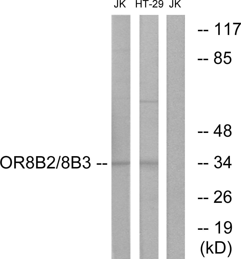 Western blot analysis of lysates from Jurkat and HT-29 cells using Anti-OR8B2 + OR8B3 Antibody. The right hand lane represents a negative control, where the antibody is blocked by the immunising peptide.