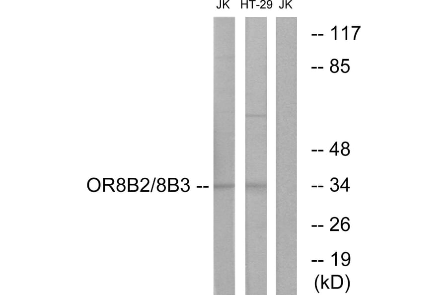 Western Blot - Anti-OR8B2 + OR8B3 Antibody (G682) - Antibodies.com