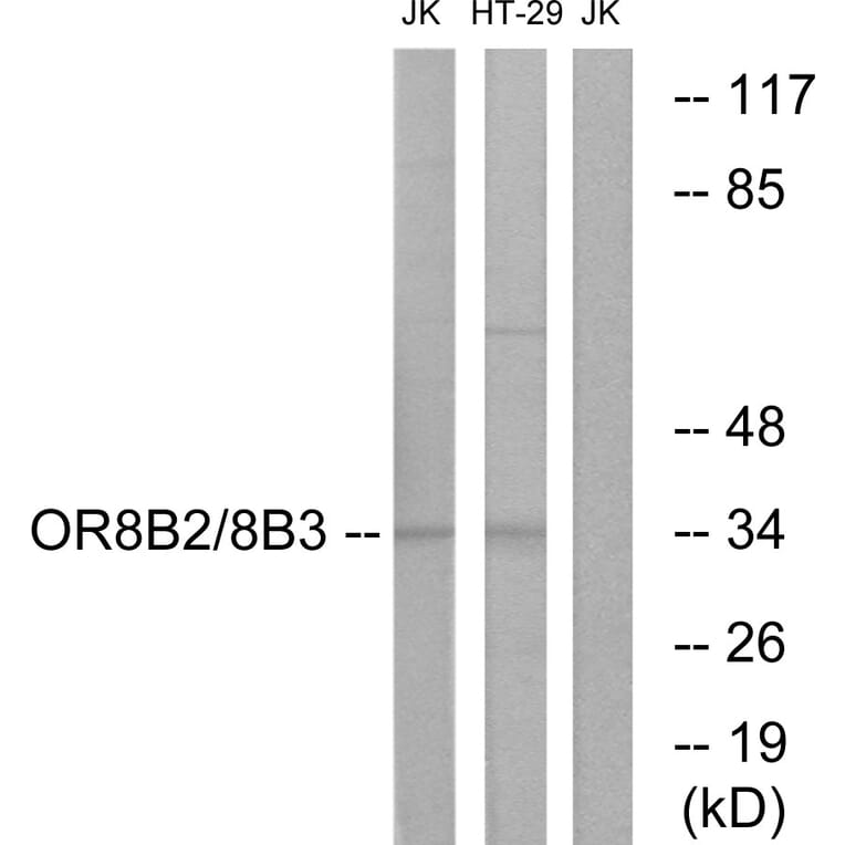 Western Blot - Anti-OR8B2 + OR8B3 Antibody (G682) - Antibodies.com