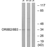 Western Blot - Anti-OR8B2 + OR8B3 Antibody (G682) - Antibodies.com