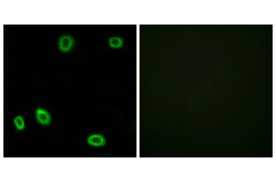 Immunofluorescence - Anti-OR5L1 + OR5L2 Antibody (G646) - Antibodies.com