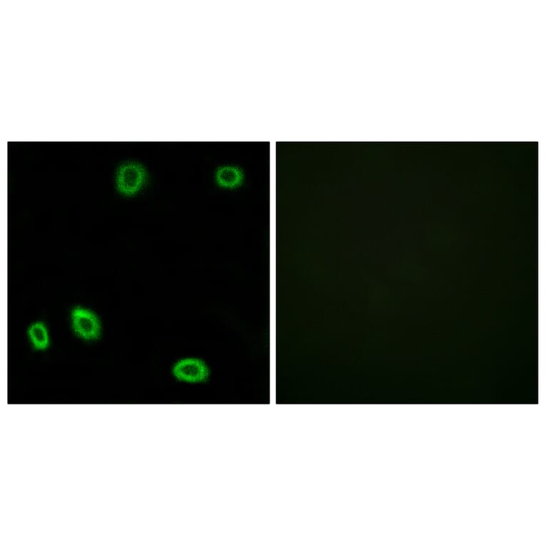 Immunofluorescence - Anti-OR5L1 + OR5L2 Antibody (G646) - Antibodies.com