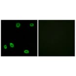 Immunofluorescence - Anti-OR5L1 + OR5L2 Antibody (G646) - Antibodies.com