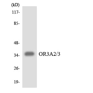 Western blot analysis of the lysates from HepG2 cells using Anti-OR3A2 + OR3A3 Antibody.