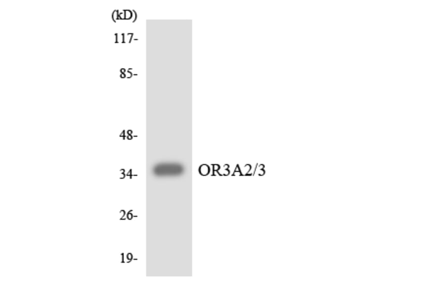 Western Blot - Anti-OR3A2 + OR3A3 Antibody (R12-3178) - Antibodies.com