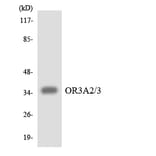 Western Blot - Anti-OR3A2 + OR3A3 Antibody (R12-3178) - Antibodies.com