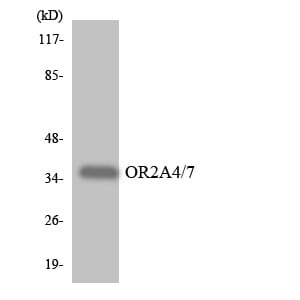 Western blot analysis of the lysates from HeLa cells using Anti-OR2A4 + OR2A7 Antibody.