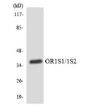 Western Blot - Anti-OR1S1 + OR1S2 Antibody (R12-3155) - Antibodies.com