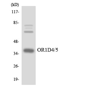 Western blot analysis of the lysates from K562 cells using Anti-OR1D4 + OR1D5 Antibody.