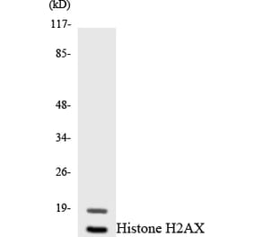 Western Blot - Anti-Histone H2AX  Antibody (R12-2878) - Antibodies.com