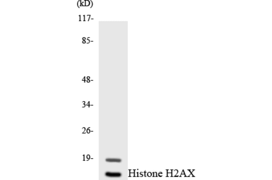 Western Blot - Anti-Histone H2AX  Antibody (R12-2878) - Antibodies.com