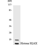 Western Blot - Anti-Histone H2AX  Antibody (R12-2878) - Antibodies.com