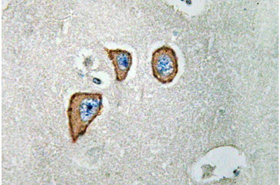 Immunohistochemistry - Anti-NMDAepsilon3 Antibody (R12-2268) - Antibodies.com