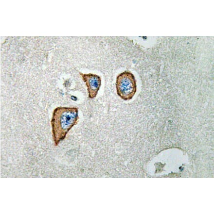 Immunohistochemistry - Anti-NMDAepsilon3 Antibody (R12-2268) - Antibodies.com