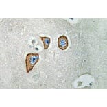 Immunohistochemistry - Anti-NMDAepsilon3 Antibody (R12-2268) - Antibodies.com