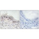 Immunohistochemistry - Anti-DNA Ligase 4 Antibody (B1197) - Antibodies.com