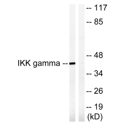 Western Blot - Anti-IKK-gamma Antibody (B1151) - Antibodies.com