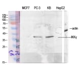 Western Blot - Anti-IKK-gamma Antibody (B1151) - Antibodies.com