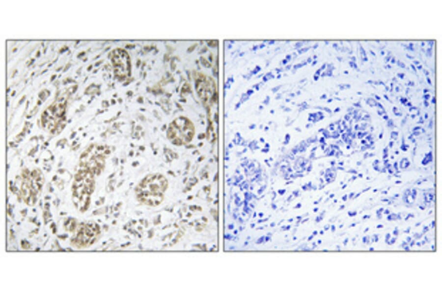 Immunohistochemistry - Anti-IKK-gamma Antibody (B1151) - Antibodies.com
