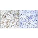 Immunohistochemistry - Anti-IKK-gamma Antibody (B1151) - Antibodies.com