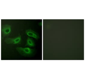 Immunofluorescence - Anti-Caspase 9 Antibody (B0834) - Antibodies.com