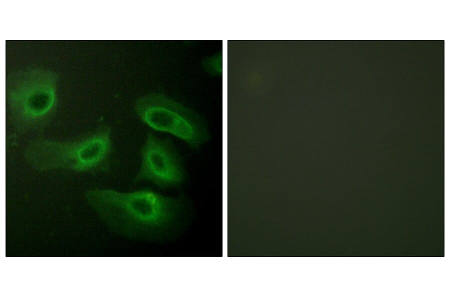 Immunofluorescence - Anti-Caspase 9 Antibody (B0834) - Antibodies.com
