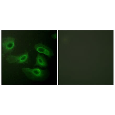 Immunofluorescence - Anti-Caspase 9 Antibody (B0834) - Antibodies.com