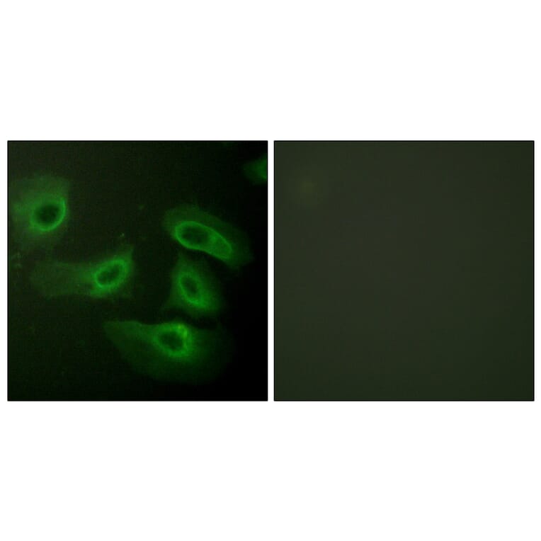 Immunofluorescence - Anti-Caspase 9 Antibody (B0834) - Antibodies.com