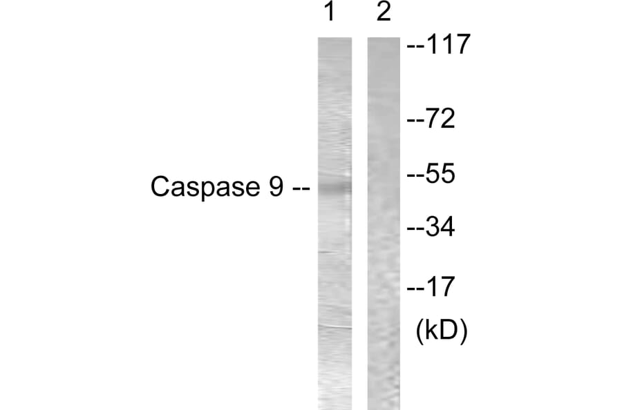 Western Blot - Anti-Caspase 9 Antibody (B0834) - Antibodies.com