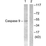 Western Blot - Anti-Caspase 9 Antibody (B0834) - Antibodies.com