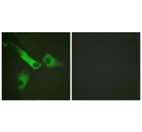 Immunofluorescence - Anti-Caspase 9 Antibody (B0832) - Antibodies.com