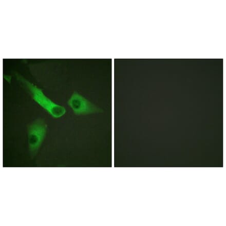 Immunofluorescence - Anti-Caspase 9 Antibody (B0832) - Antibodies.com