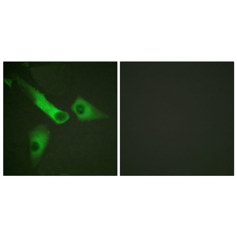 Immunofluorescence - Anti-Caspase 9 Antibody (B0832) - Antibodies.com