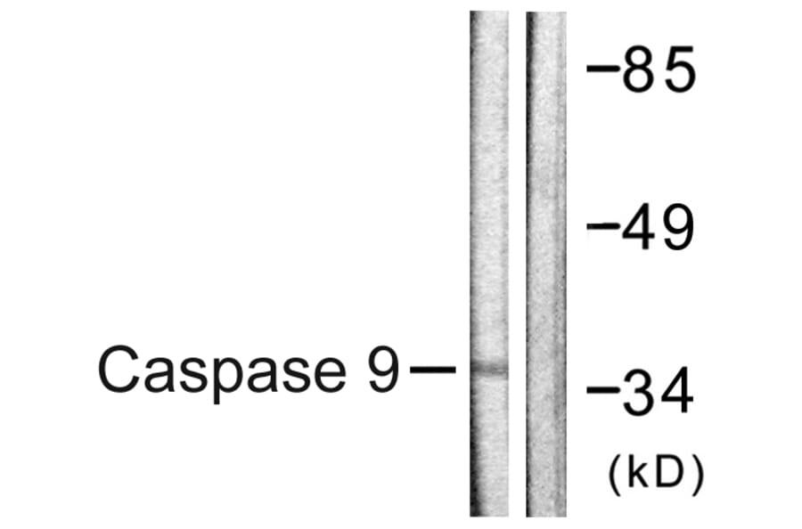 Western Blot - Anti-Caspase 9 Antibody (B0832) - Antibodies.com