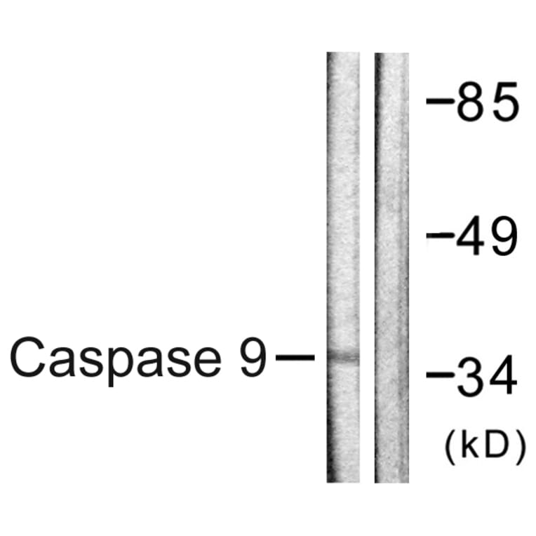 Western Blot - Anti-Caspase 9 Antibody (B0832) - Antibodies.com