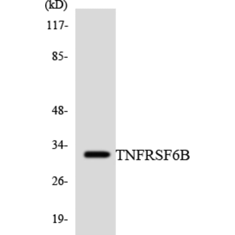 Western Blot - Anti-TNFRSF6B Antibody (R12-3639) - Antibodies.com