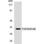 Western Blot - Anti-TNFRSF6B Antibody (R12-3639) - Antibodies.com