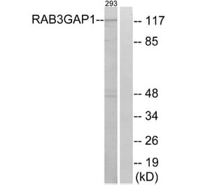 Western Blot - Anti-RAB3GAP1 Antibody (C18124) - Antibodies.com
