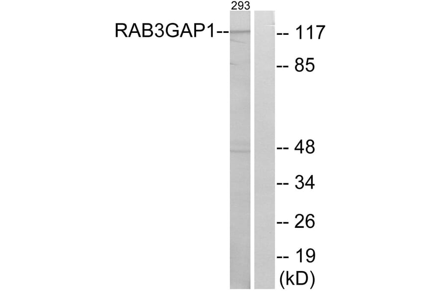 Western Blot - Anti-RAB3GAP1 Antibody (C18124) - Antibodies.com